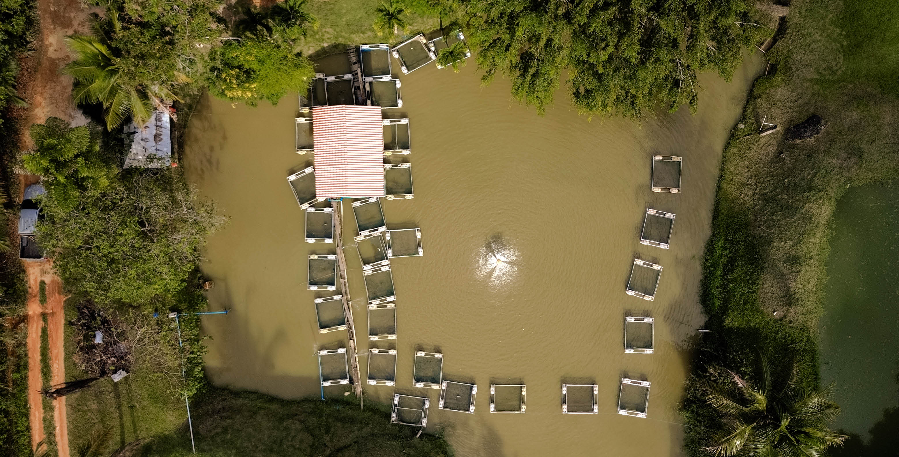 20250611BA - COPACOA, Cabo de Santo Agostinho - PE - Agricultura familiar e aquicultura. A COPACOA apoia os agricultores que decidem montar um pequeno a ude em sua propriedade e tem como principal cultivo a tilapia. Na foto : Propriedade da Cooperativa Copacoa.