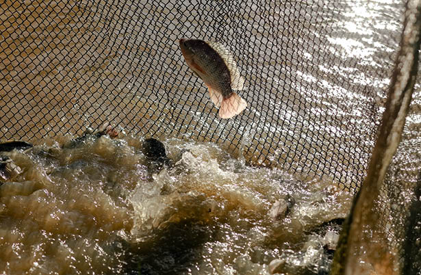 20250611BA - COPACOA, Cabo de Santo Agostinho - PE - Agricultura familiar e aquicultura. A COPACOA apoia os agricultores que decidem montar um pequeno a ude em sua propriedade e tem como principal cultivo a tilapia. Na foto :