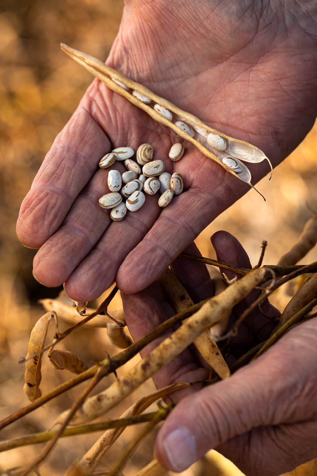 Carambe 02/06/2025, Cooperaddo da Cooperativa Fr sia. Agro.