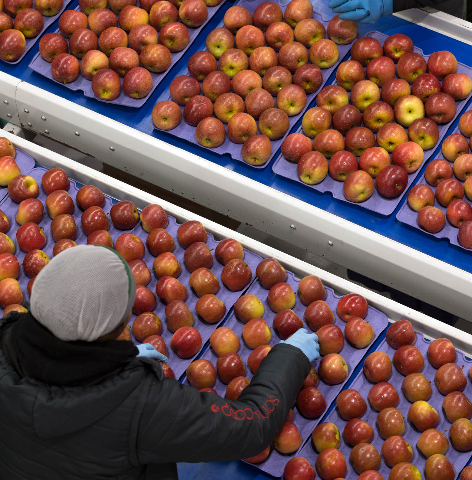 S o Joaquim, 30/05/2025, Cooperativa Frutas de Ouro.