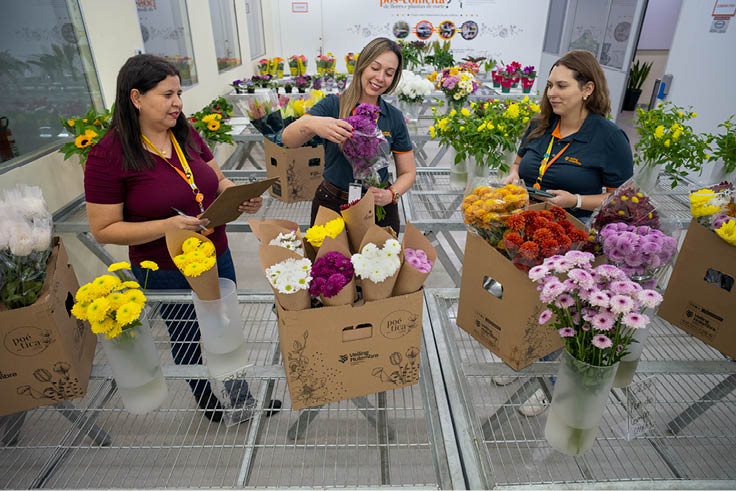 Holambra_SP 06 de Junho de 2025 OCB / VEILING Na imagem, Viviane Santos Ferreira, Marcela Prado e Natalia Cavenagli (esq. para dir.) , funcion rias da Cooperativa Veiling, na cidade de Holambra, SP. Imagem: Alexandre Rezende / NITRO Historias Visuais