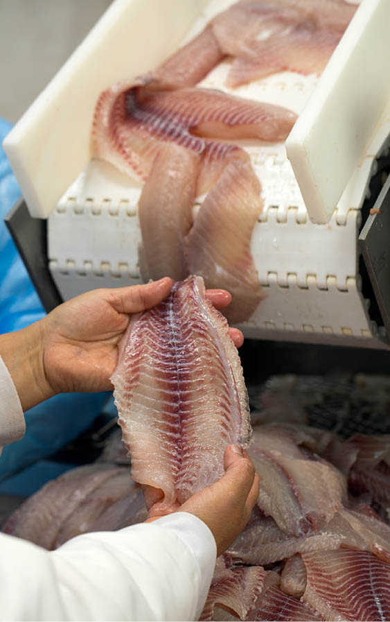 Fotos pra OCB, em Cafelandia, PR, Brasil. 04/06/2025.