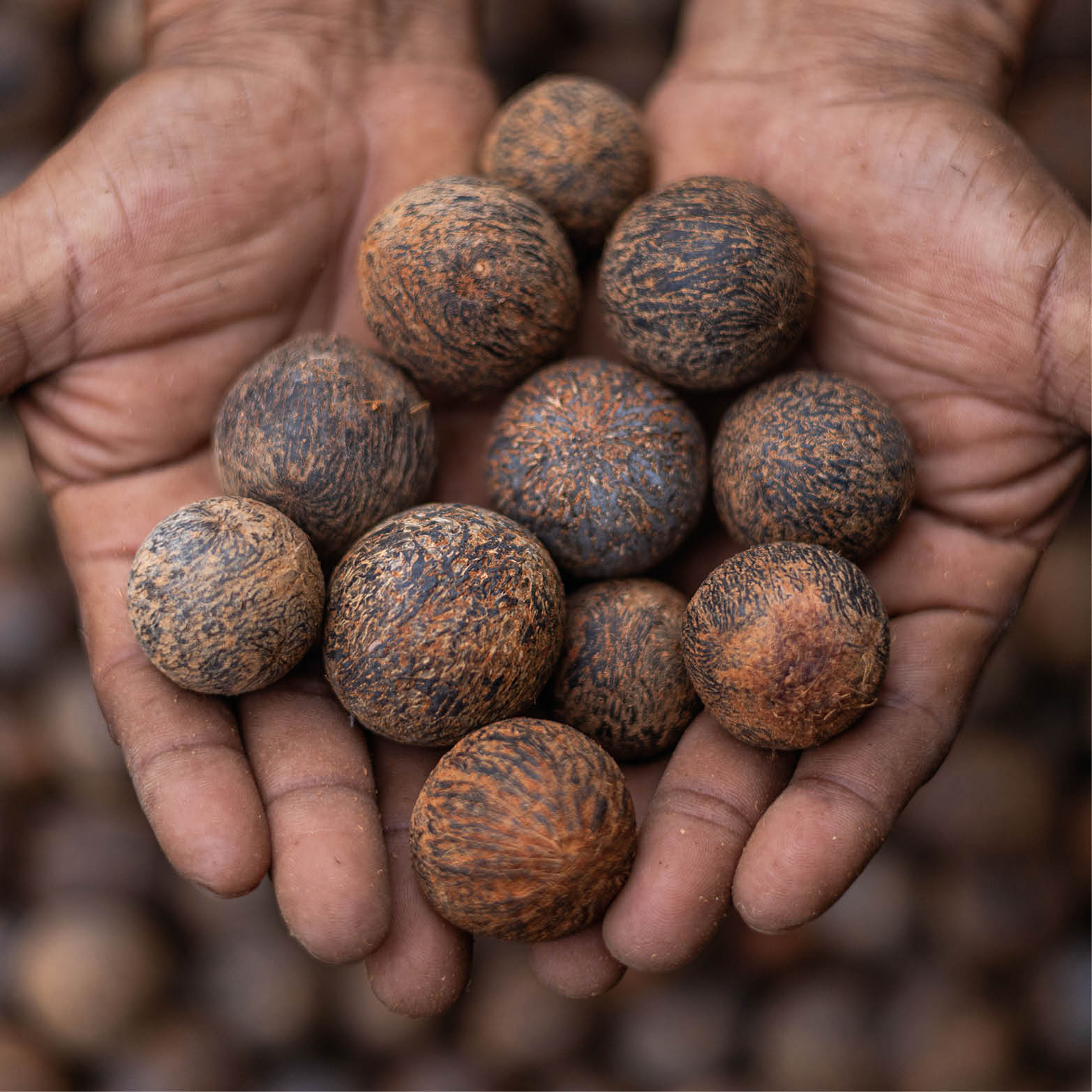 Boca do Acre_AM, 11 de junho de 2025 OCB  Cooperativa Agroextrativista do Mapia e Medio Purus (AMAZONIA COOPERAR)  Foto: JOAO MARCOS ROSA/NITRO