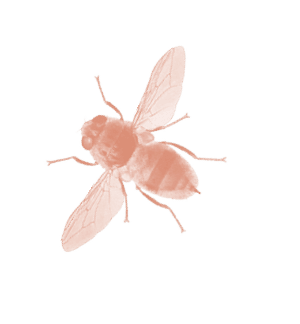 A purple bee with a black head. Description generated by AI