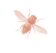 A purple bee with a black head. Description generated by AI