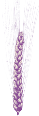 A purple wheat stalk. Description generated by AI