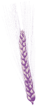 A purple wheat stalk. Description generated by AI