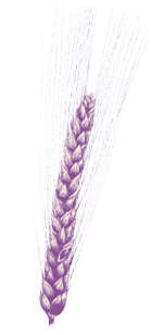 A purple wheat stalk. Description generated by AI