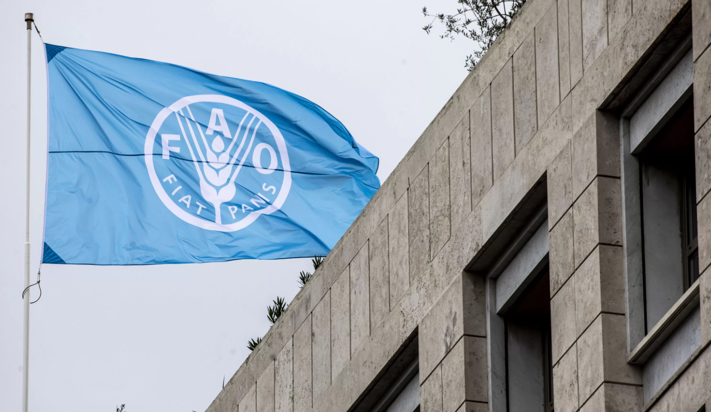 Sistema OCB e FAO alinham parcerias para capacitação em cooperativismo 