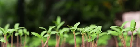 Recuperação de vegetação nativa e preservação ambiental