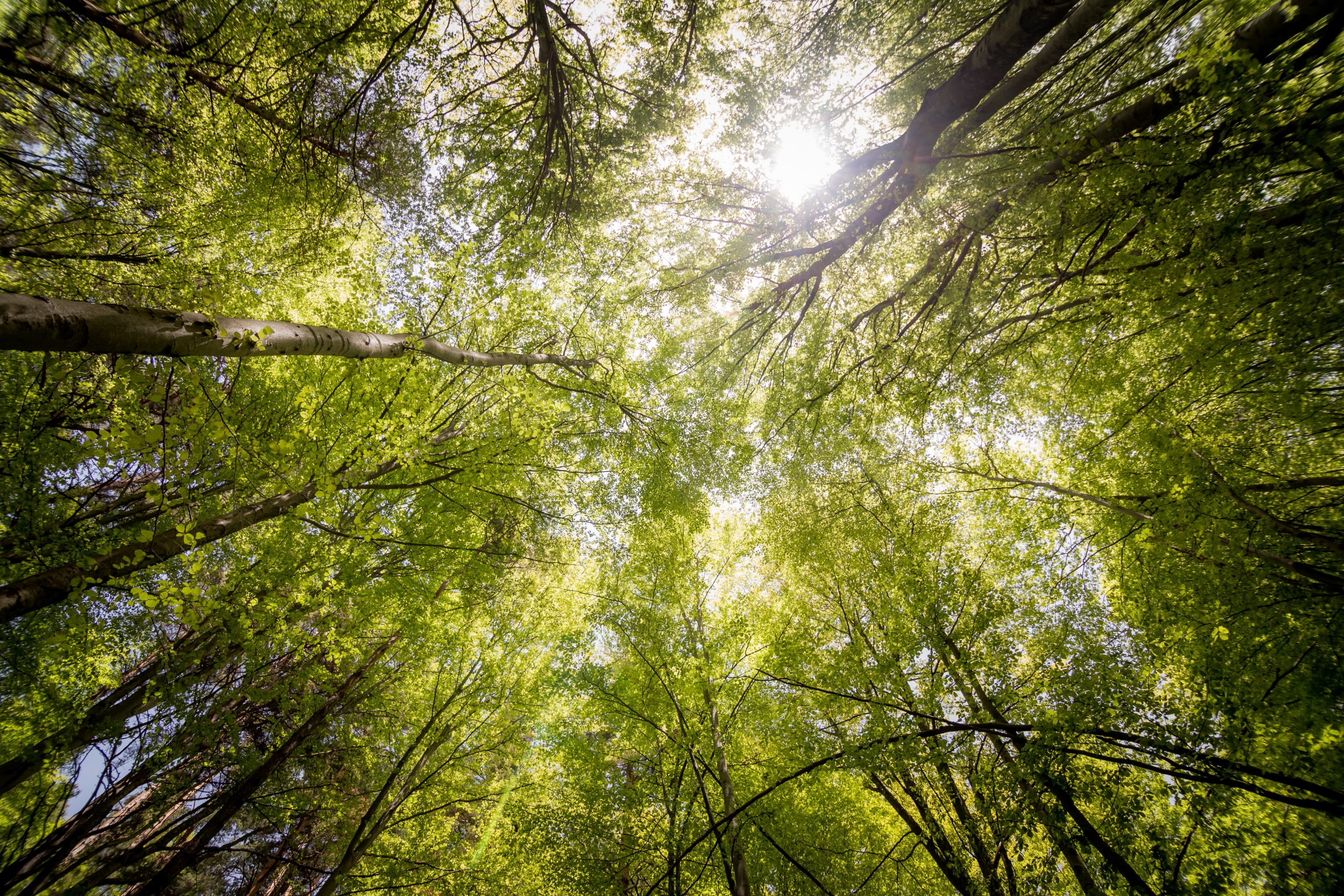 Cooperação ambiental entre lavoura, pecuária e floresta