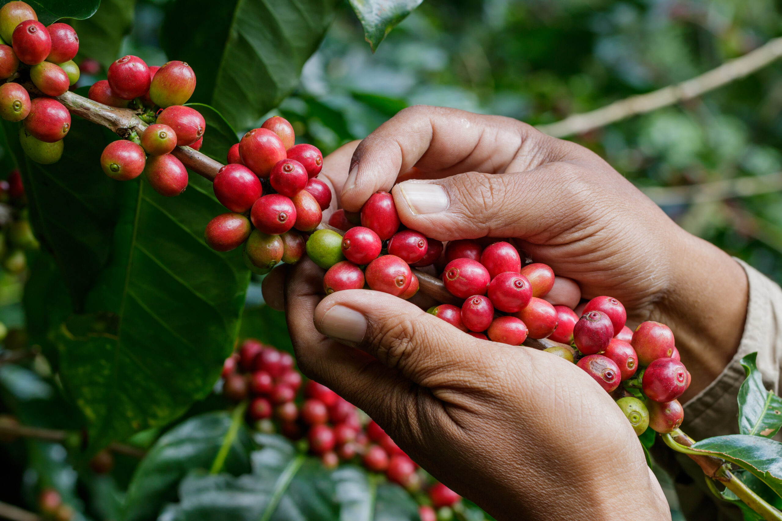 Ciência e sustentabilidade: Sicoob Credip apoia desenvolvimento de polo cafeeiro em Rondônia