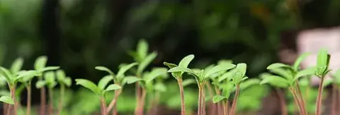 Recuperação de vegetação nativa e preservação ambiental