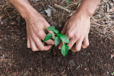 Cocamar investe em reflorestamento com mudas nativas cultivadas por pessoas com deficiência