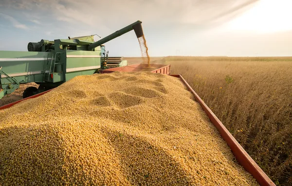 Coamo: capacidade de produção e estrutura logística para crescer no mercado externo