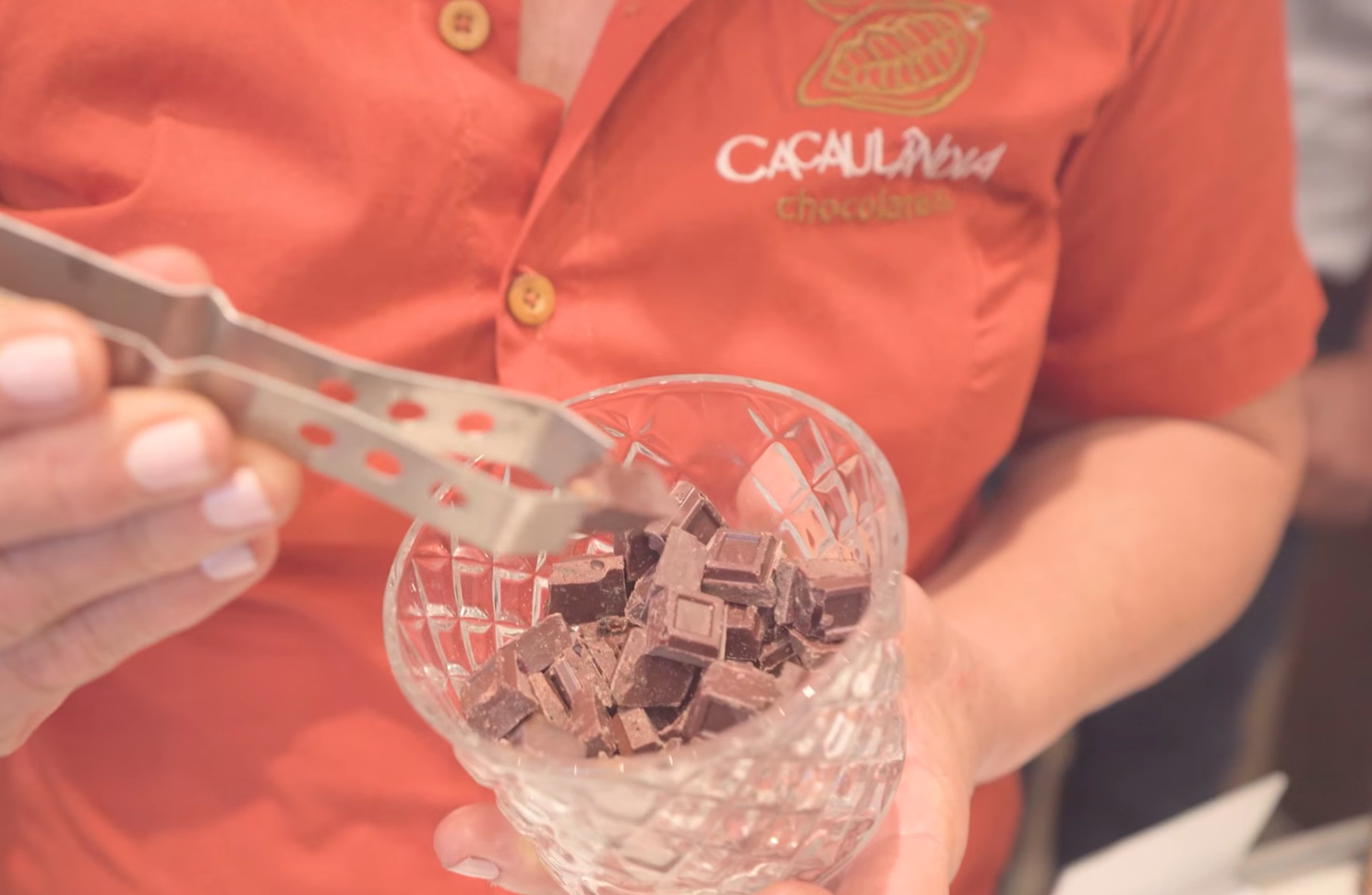 Sicoob Centro revitaliza produção de cacau sustentável na Amazônia