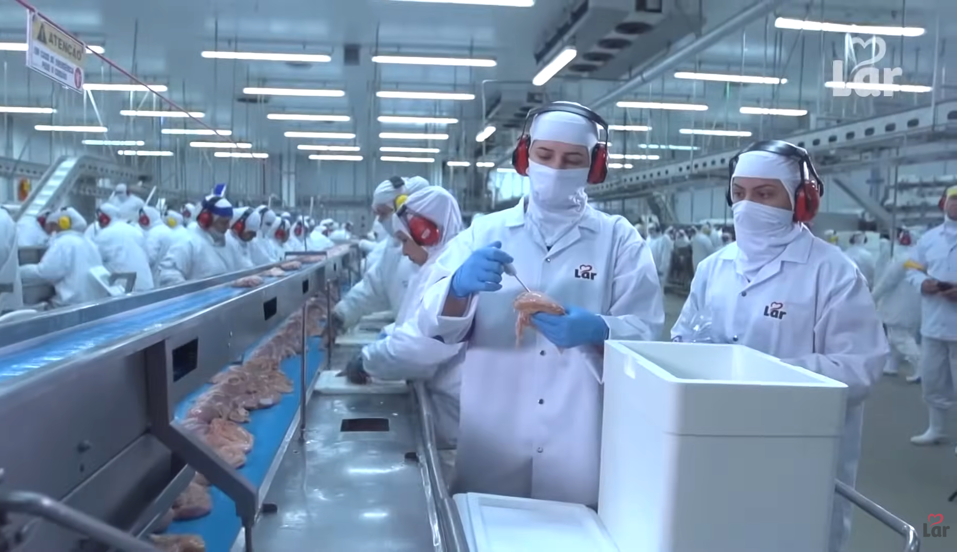 Lar cria cadeia de avicultura que gera renda para produtores e impulsiona desenvolvimento regional