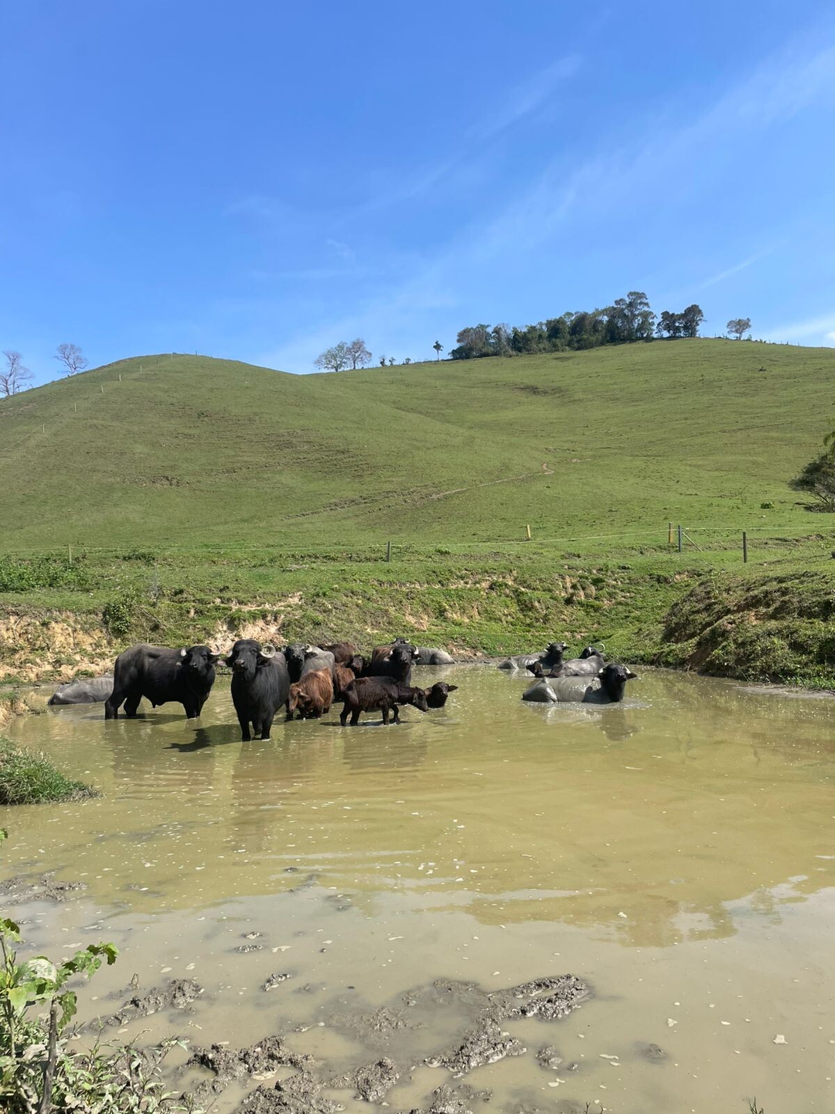 Cresol revoluciona pecuária de búfalos com manejo sustentável e assistência técnica