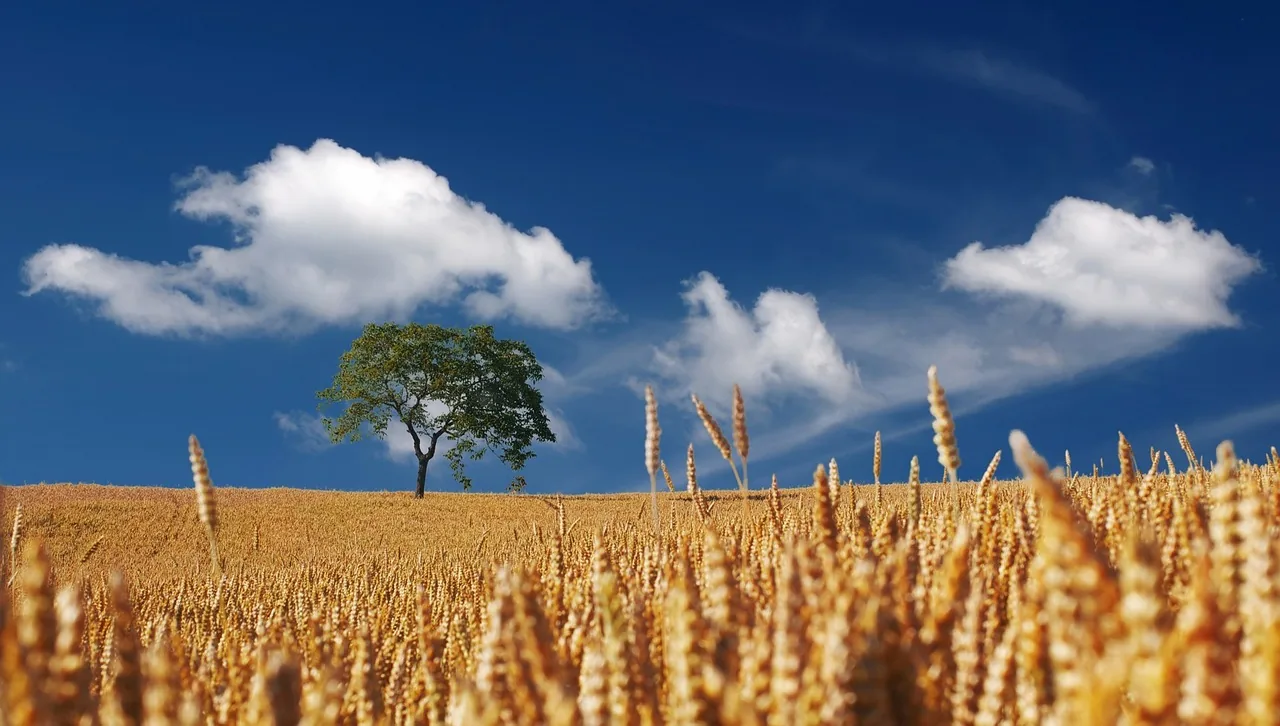 Como o Plano Safra pode apoiar o Agro 4.0