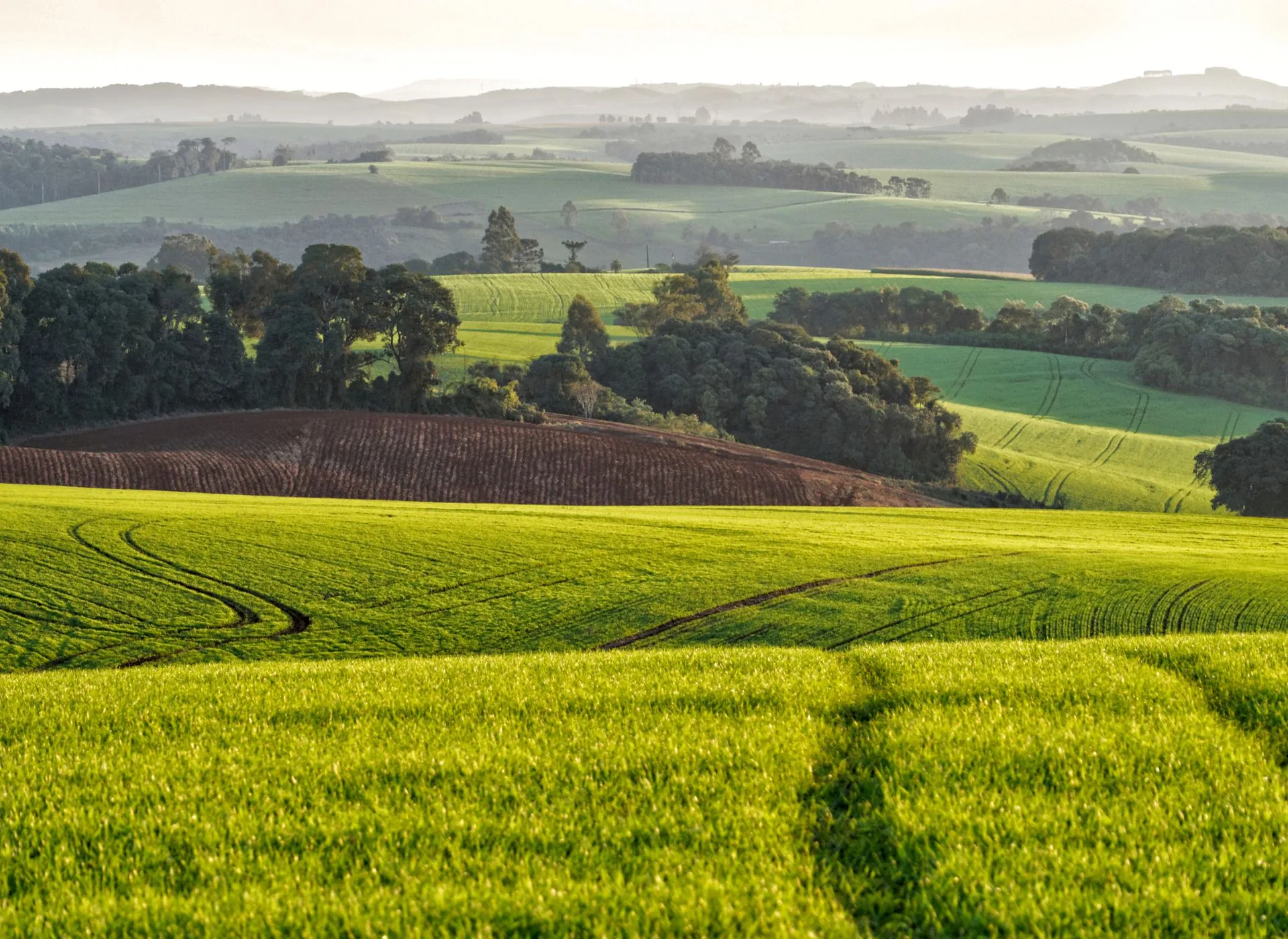 Desafios e oportunidades de negócios para as cooperativas agropecuárias no segundo semestre de 2026