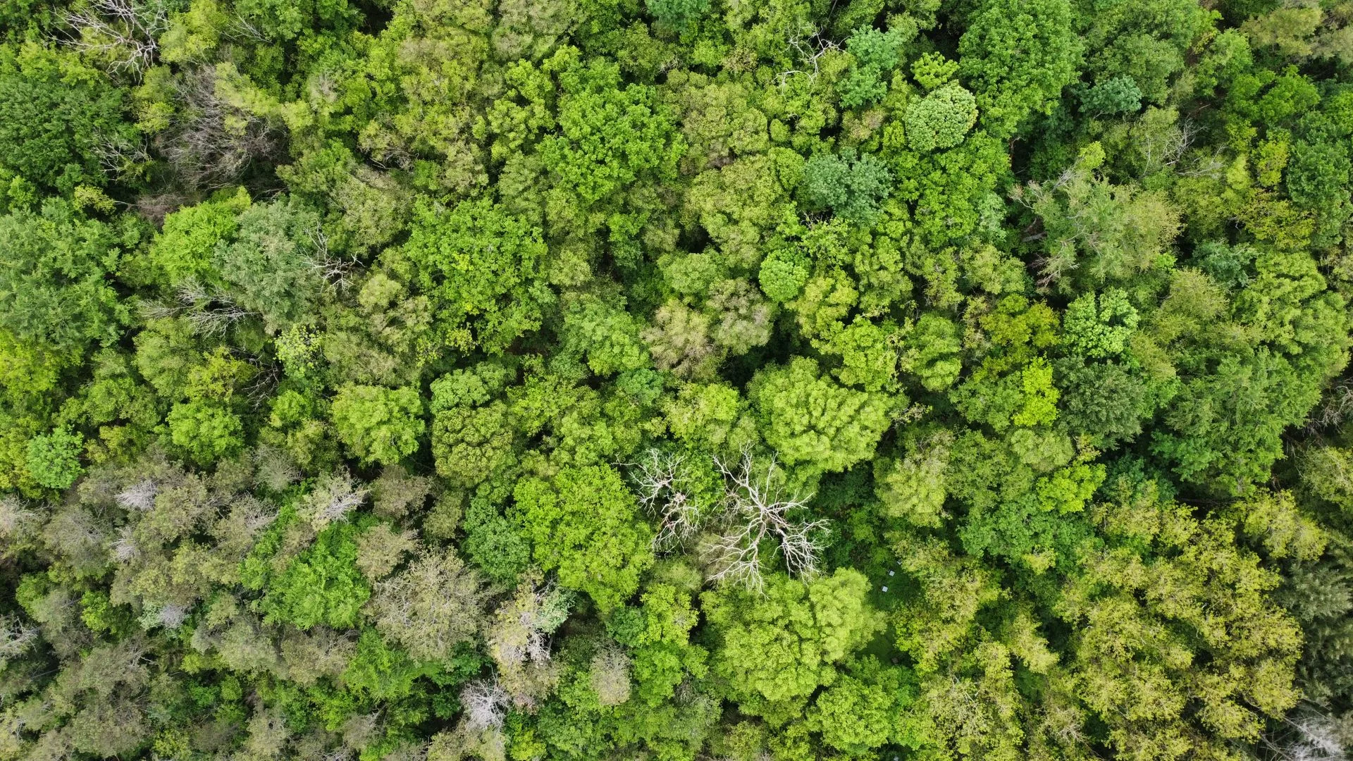Gestão ambiental: como calcular a pegada de carbono da sua cooperativa