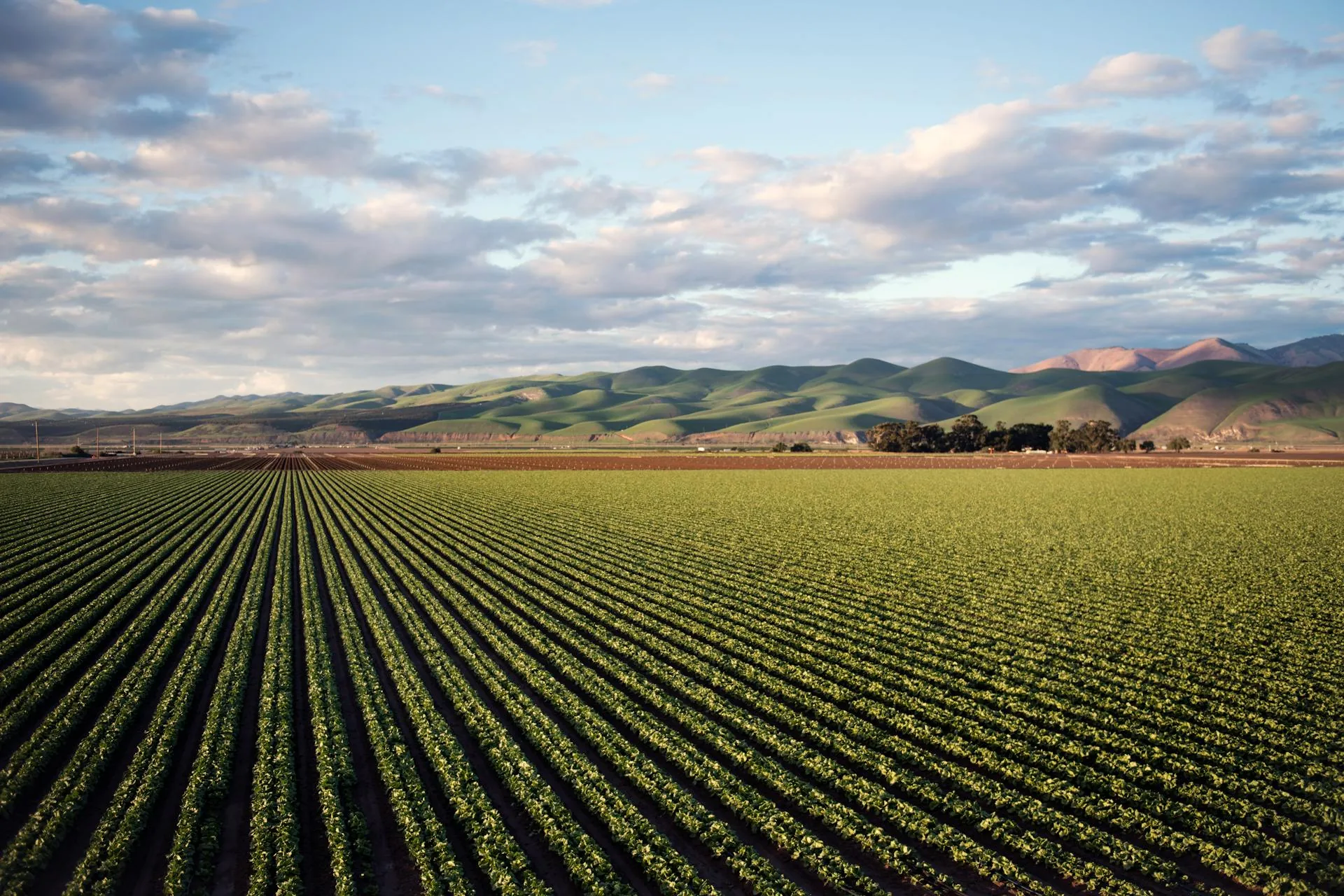 Agricultura regenerativa e cooperativismo: como práticas sustentáveis geram valor e oportunidades